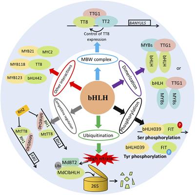 Frontiers | Regulatory Mechanisms of bHLH Transcription Factors in Frontiers | Regulatory Mechanisms of bHLH Transcription Factors in